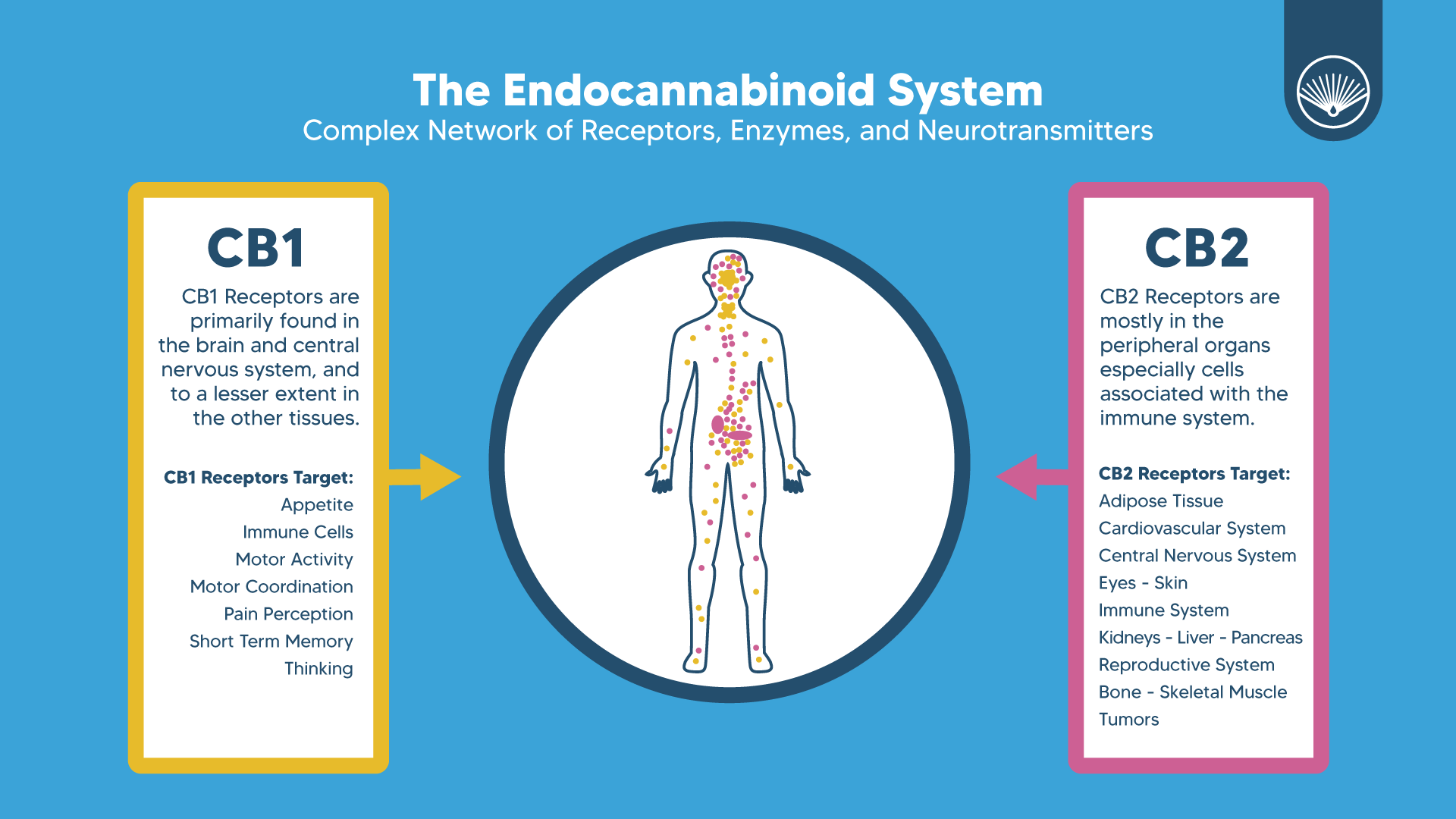 The Endocannabinoid System - Its Discovery, What We Know Today, What’s ...