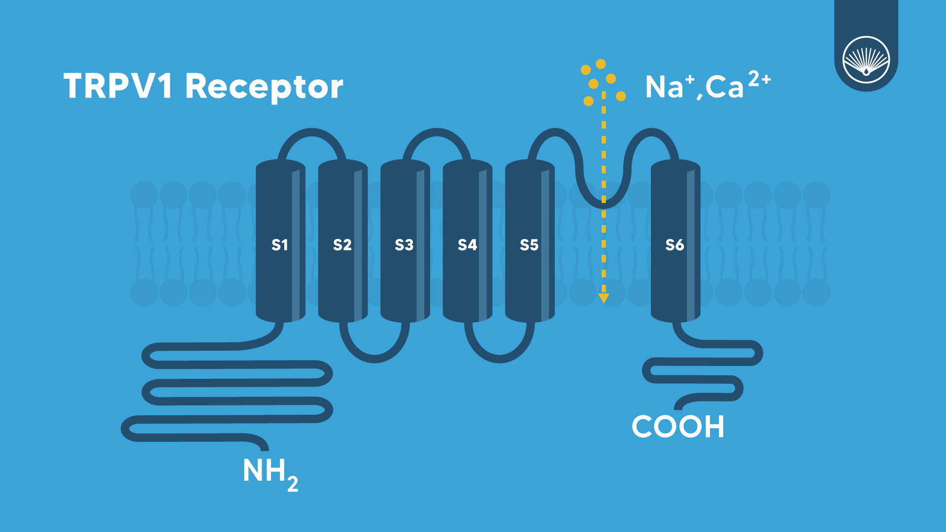 TRPV1 Receptor example