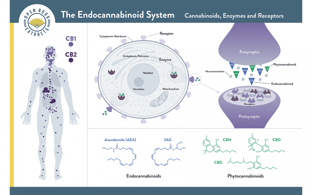 The Functioning Endocannabinoid System (ECS) | Open Book Extracts