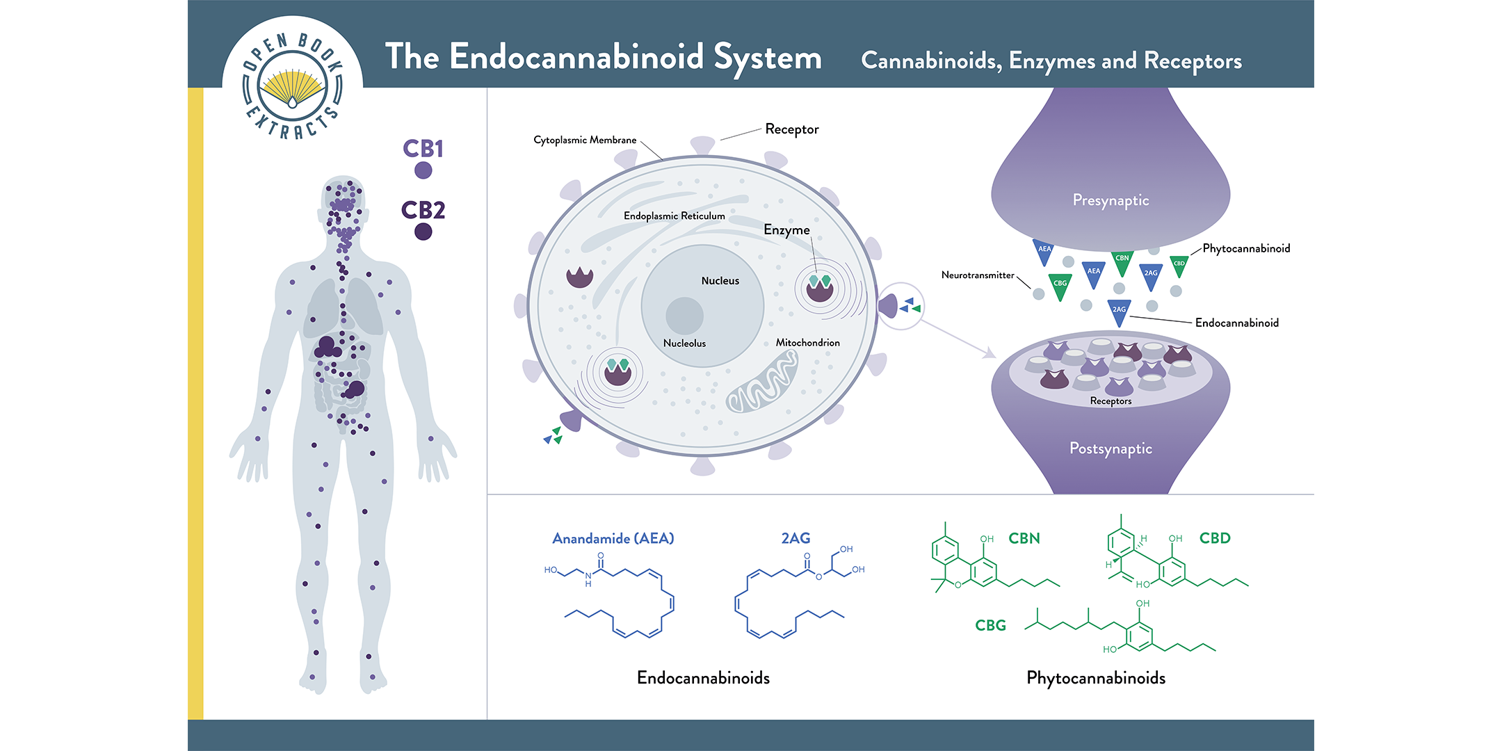 What is Anandamide and how does it work?