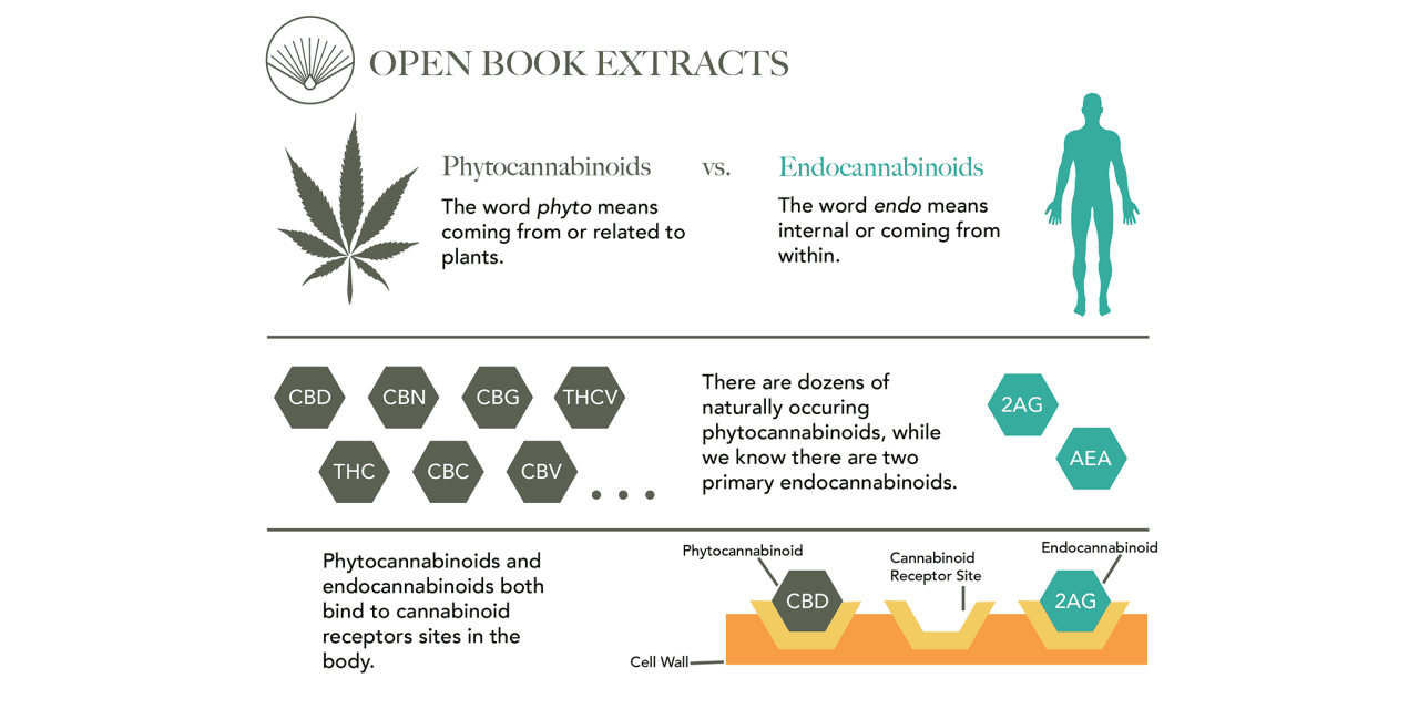 Phytocannabinoids Benefits - Open Book Extracts