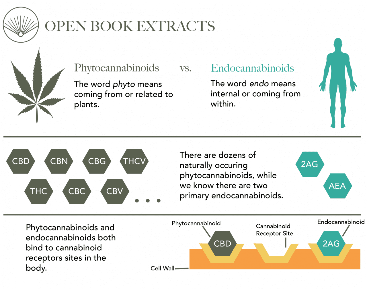 Phytocannabinoids Benefits  Open Book Extracts